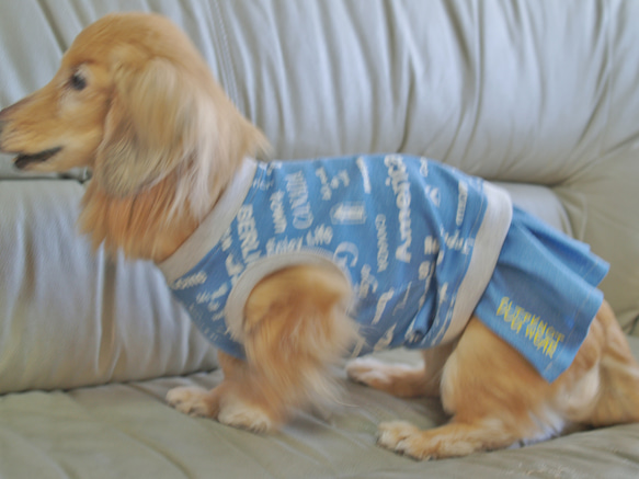 【送料無料】【スカイブルー】ダックス 小型犬用洋服 綿ノースリーブ スカート 犬服 ダックス プードル チワワ 2枚目の画像