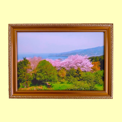 「水俣・湯の児海岸の桜」額装写真 A4判(ゴールド) 1枚目の画像