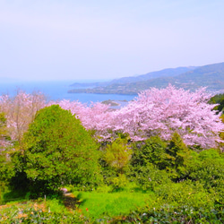 「水俣・湯の児海岸の桜」額装写真 A4判(ゴールド) 4枚目の画像