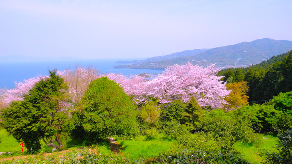 「水俣・湯の児海岸の桜」額装写真 A4判(ゴールド) 4枚目の画像