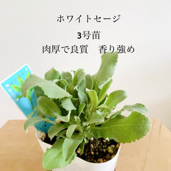 リューカデンドロン プルモサスの苗 2号 2根入り オージープランツ