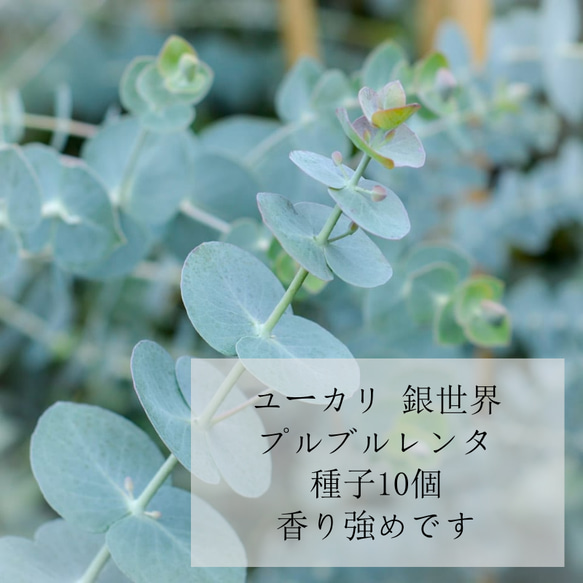 ユーカリ 銀世界 種子 10粒 発芽率80％ Eucalyptus pulverulenta 1枚目の画像