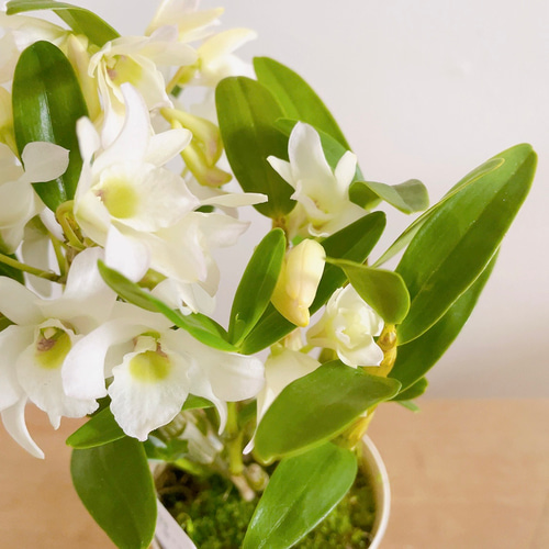 24K♤Gold Plated／デンドロビウム♤蘭 プリザーブドフラワー 24K♤Gold Plated／デンドロビウム♤蘭 プリザーブドフラワー 【楽天