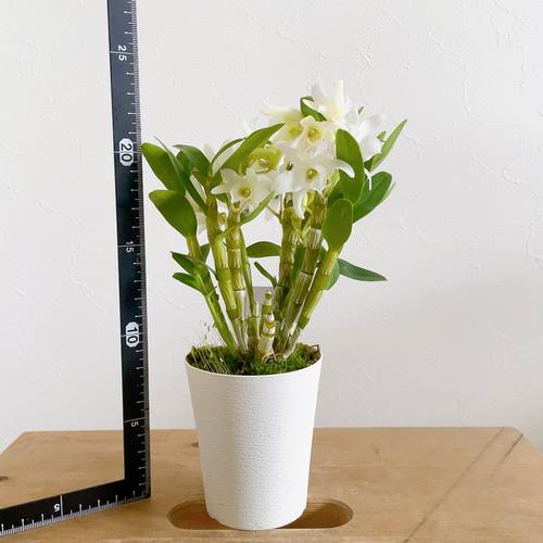 デンドロビウム 2.5号 苗 グリーン愛 洋蘭 ツボミたくさん 白い花