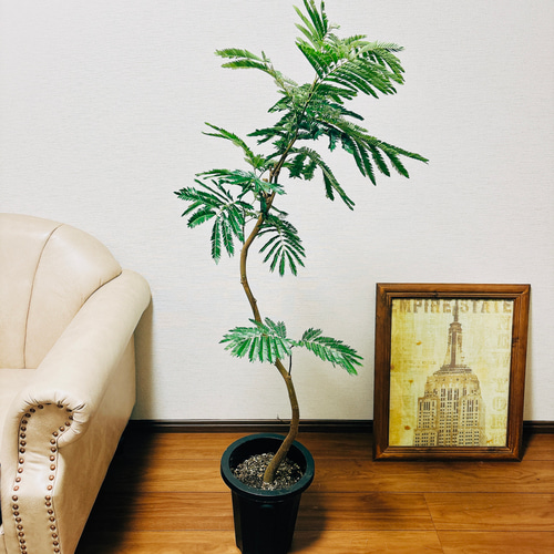 現品］☆人気☆ 3番 エバーフレッシュ 曲がり 8号 観葉植物 室内 