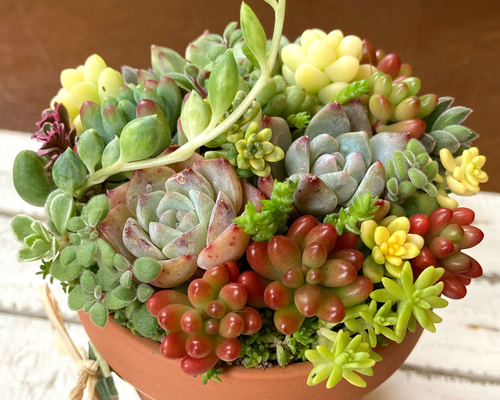 多肉植物アレンジメント*2 53da820262fa9e285ac9a35e20330d