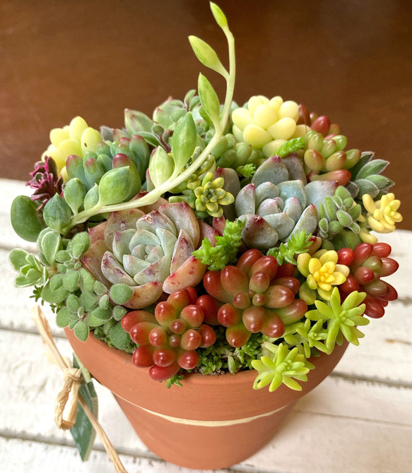 多肉植物リメイク鉢寄せ植え(*´꒳`*) 多肉植物寄せ植え 取っ手付きガーデンポット シャムねこ