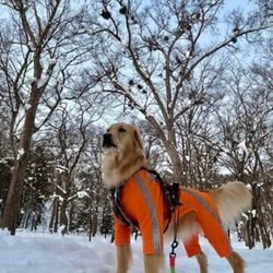 大型犬のロンパース　（オレンジに黒ライン） 1枚目の画像