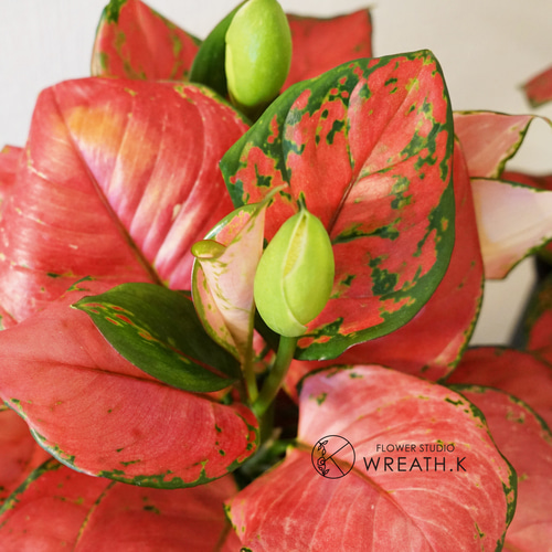 送料込み】アグラオネマ・ビューティー5号鉢 アートフラワー Wreath.K