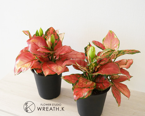 60516157ec2dc630a46cf24e47a6a7