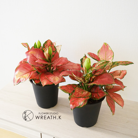 アグラオネマ② アグラオネマ② 3.5号 鉢底から約25cm 6月20日撮影 豊中市