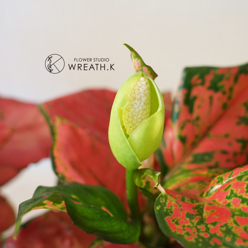 送料込み】アグラオネマ・ビューティー5号鉢 アートフラワー Wreath.K