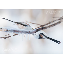 【A4、A3可能】シマエナガたち。アートポスター北海道野鳥写真 1枚目の画像