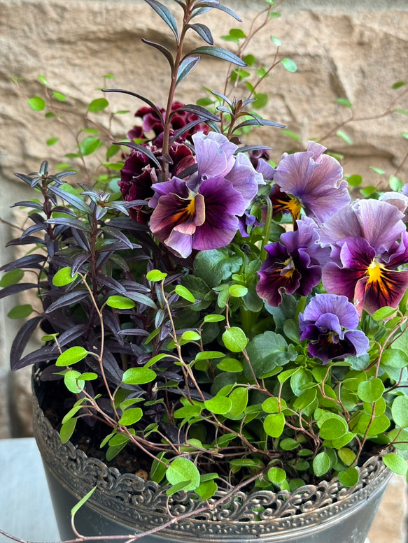 ◆1周年記念セール開催中◆季節の寄せ植え パンジードラキュラ サトウ園芸 花苗うえた パンジー マシェリマダム 金魚草 9枚目の画像