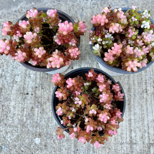 レッドベリー錦 斑入り セダム 韓国苗 多肉植物 多肉植物 プクニク