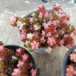 レッドベリー錦 斑入り セダム 韓国苗 多肉植物 多肉植物 プクニク