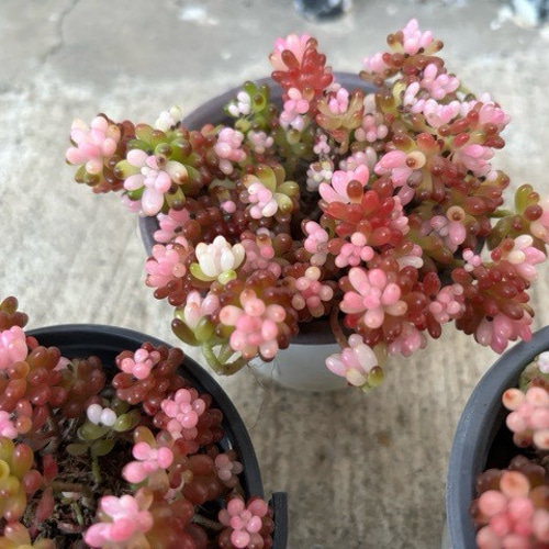 多肉植物 レッドプリンス錦 ① RuPo 多肉植物専門店