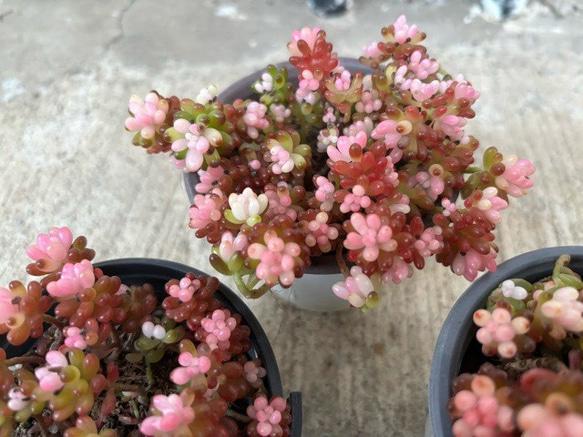 恋心錦（糊班）多肉植物 セダム （多肉植物・恋心 育て方