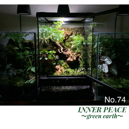 No.72 苔アート　テラリウム　イモリウム　カエルリウム　完成品 49 イモリウム カエルリウム 苔アート 苔テラリウム テラリウム
