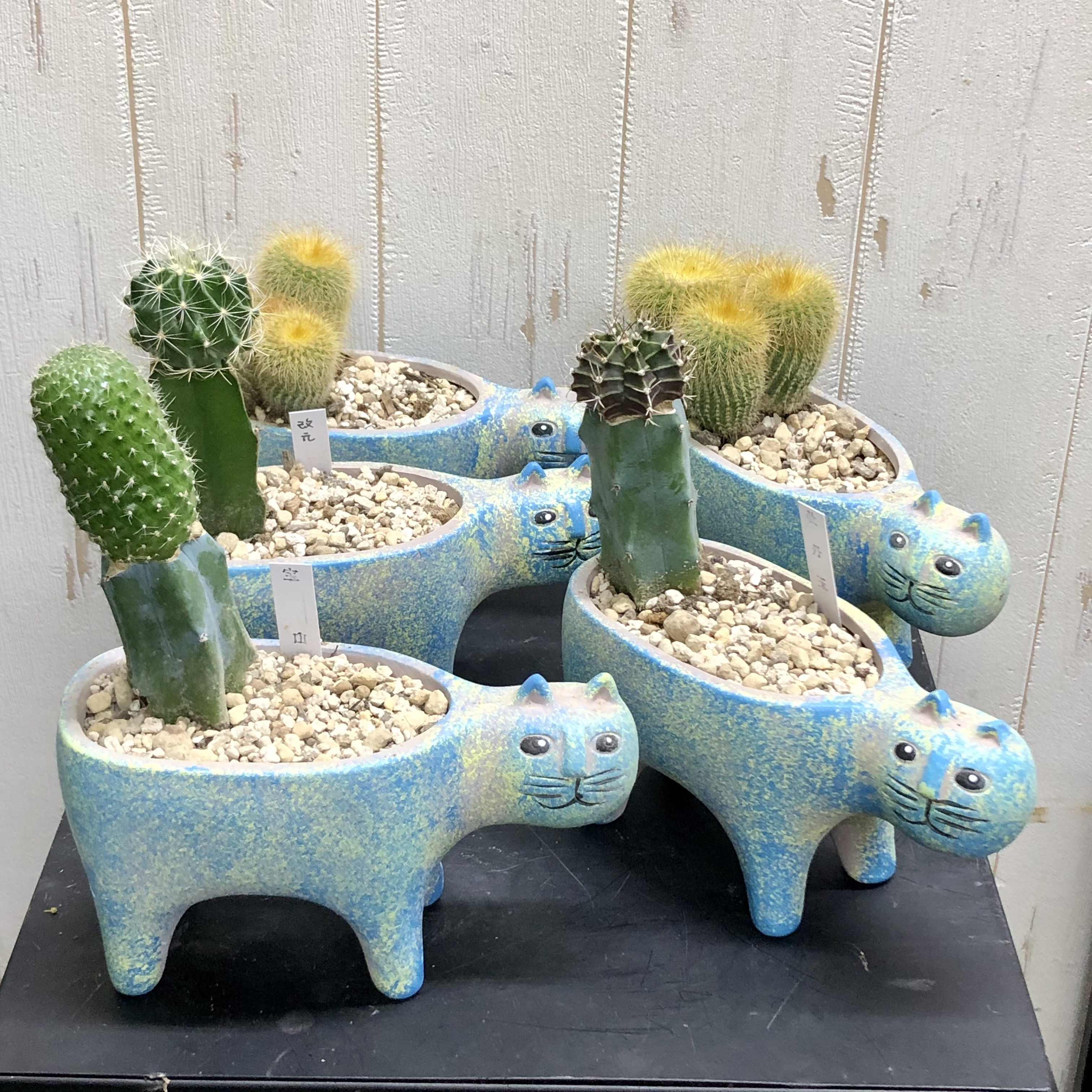 多肉植物 シャコバサボテン AN083 (カキコ) 多肉植物 シャコバサボテン AN083 (カキコ) 多肉植物 シャコバサボテン