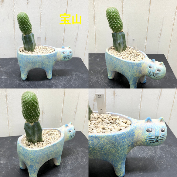 再入荷！  ネコ鉢  接木サボテン  多肉植物  アンティークポット 4枚目の画像