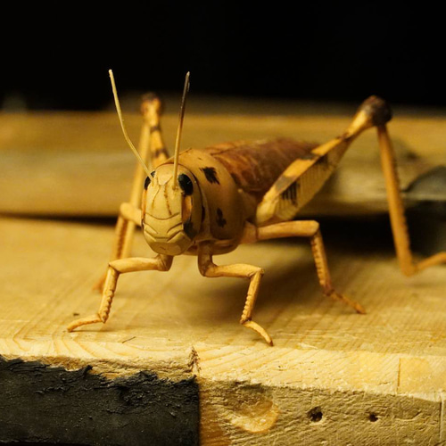 レトロ　新品　昆虫　バッタ　二匹　セットのみ レトロ 新品 昆虫 バッタ 二匹 セットのみ 31O4NIxt+TL.jpg_BO30,255,255,