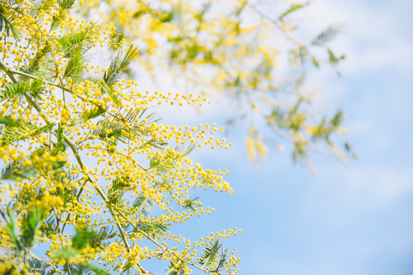 写真のある豊かな暮らし【春の花 ミモザ】 1枚目の画像