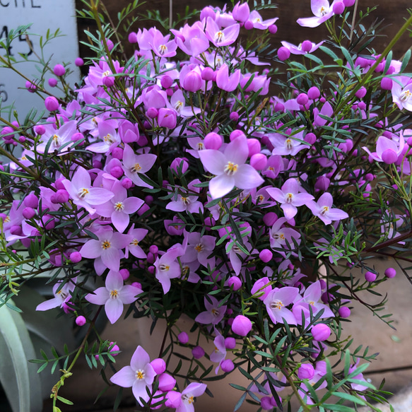 大苗♡ピンクの花と蕾♡ボロニア♡ピナータ♡いい香り 7枚目の画像