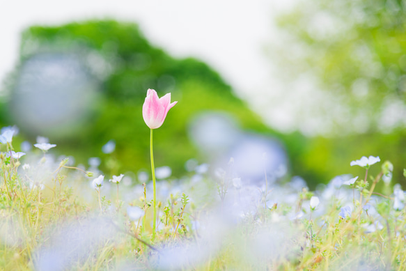 写真のある豊かな暮らし【かわいい風景 花畑】 1枚目の画像