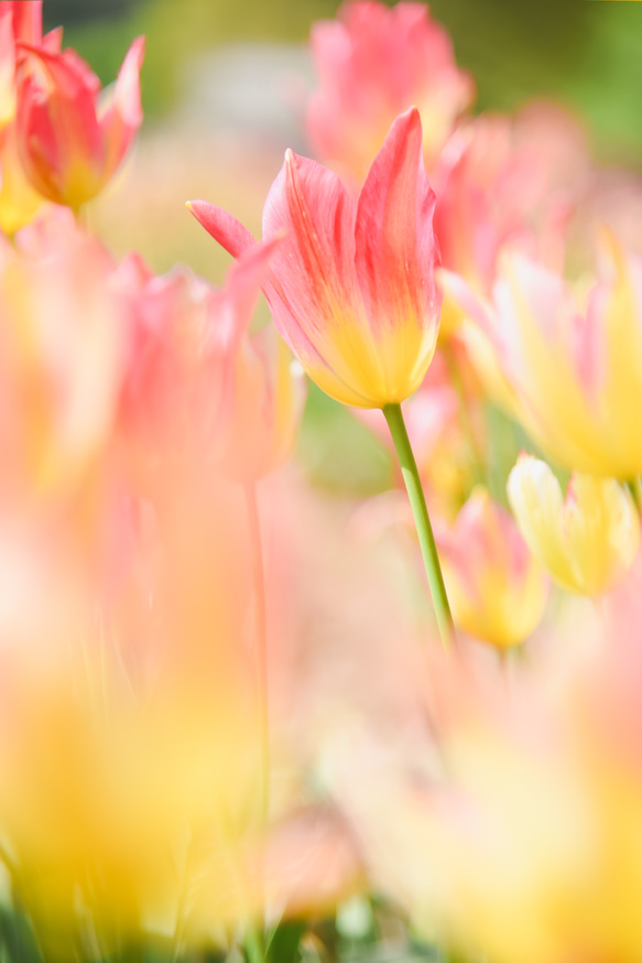 写真のある豊かな暮らし【彩の花 チューリップ】 1枚目の画像