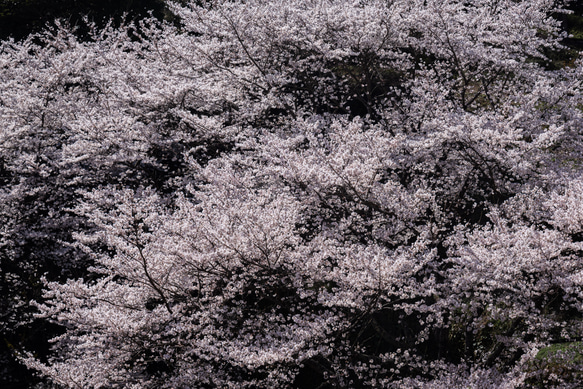 写真のある豊かな暮らし【桜咲き】 1枚目の画像