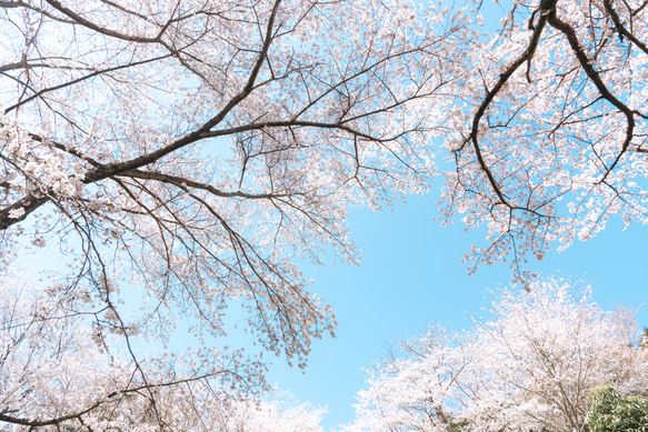 写真のある豊かな暮らし【見上げた世界は 素敵でした　桜】 1枚目の画像