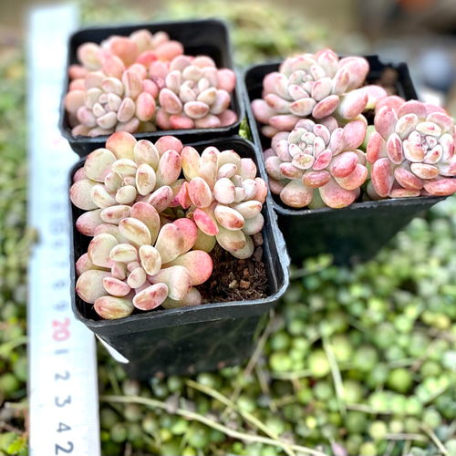 多肉植物 韓国苗 レッドグラス 984ee23ab4332f8fc838514ca25717