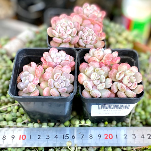 リトルレッドエッグ 群生根付き エケベリア 韓国苗 多肉植物 多肉植物
