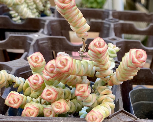 ファンタジー 斑入り根付き クラッスラ 韓国苗 多肉植物 多肉植物