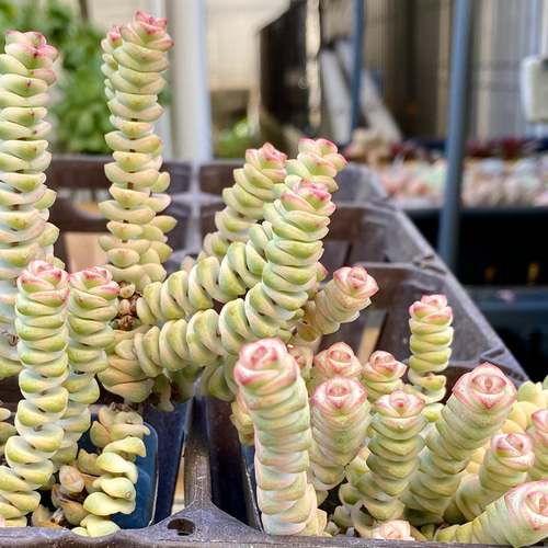 訳あり⚠️多肉植物　韓国苗　ファンタジー1カット(カットに付き根っこ有りません) 訳あり⚠️多肉植物 韓国苗 ファンタジー1カット(カットに付き根っこ