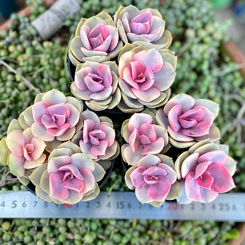 く*ん様 Y780 花火 105苗　多肉植物　土と根付き エケベリア 韓国苗 サ 韓国苗 エケベリア おまかせ5種類セット 多肉植物 S〜Mサイズ