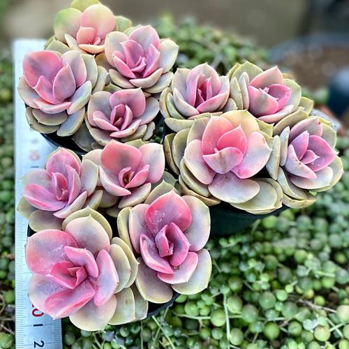 ウエストレインボー 4頭根付き 韓国苗 多肉植物 多肉植物