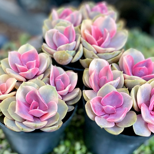 ウエストレインボー 4頭根付き 韓国苗 多肉植物 多肉植物 プクニク