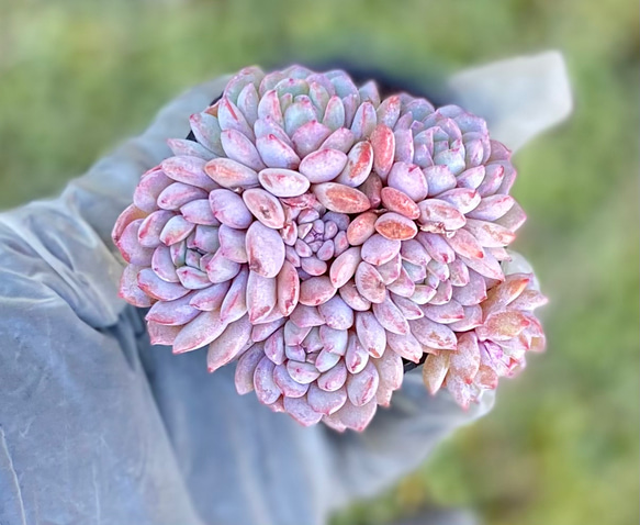 新品種‼️レッドスノー　群生根付き　韓国苗　エケベリア　多肉植物 1枚目の画像