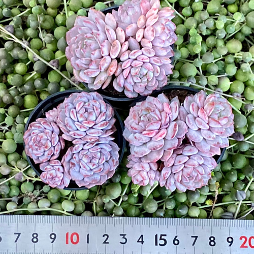 新品種‼️レッドスノー 群生根付き 韓国苗 エケベリア 多肉植物 多肉
