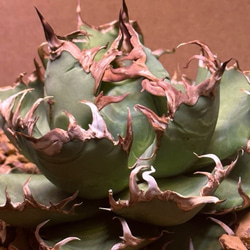 1厳選極上中株 アガベ チタノタ 狂刺夕映 極上強棘 強鋸歯 狂刺