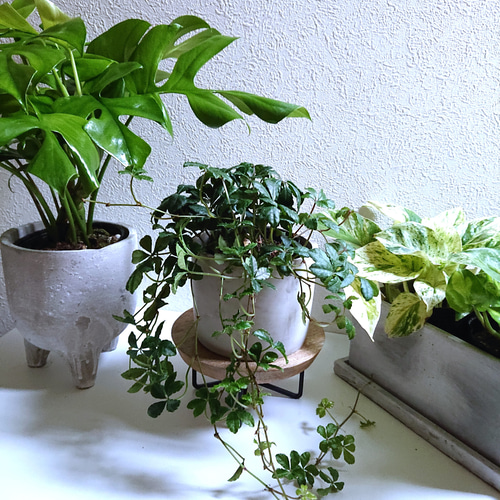 ○数量限定○ 花台 木製無垢 ”天然木アイアンスタンド” 観葉植物 ○数量限定○ 花台 木製無垢 ”天然木アイアンスタンド” 観葉植物