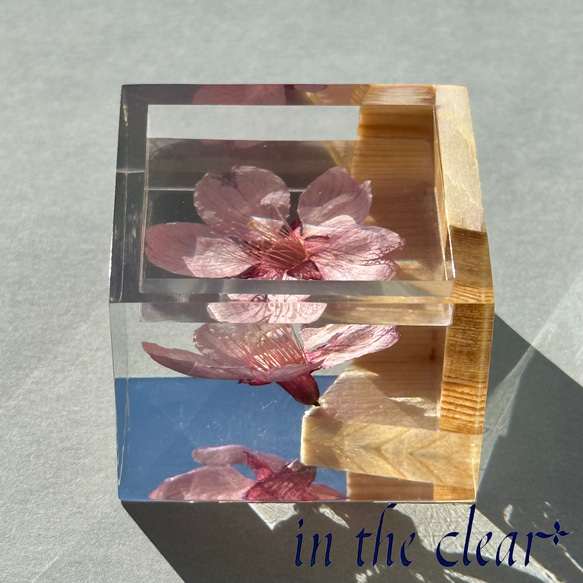 植物標本　桜酒　桜と枡　ウッドレジン 1枚目の画像