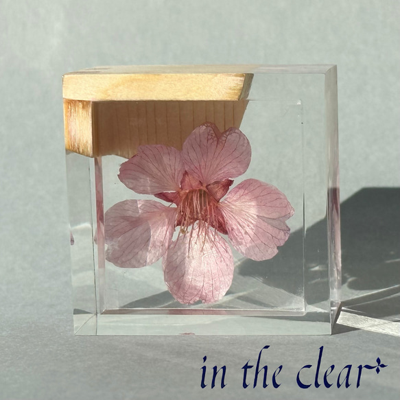 植物標本　桜酒　桜と枡　ウッドレジン 10枚目の画像