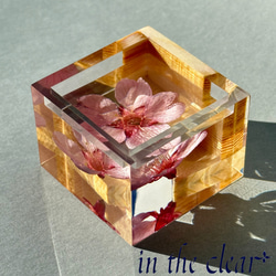 植物標本　桜酒　桜と枡　ウッドレジン 3枚目の画像