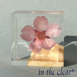 植物標本　桜酒　桜と枡　ウッドレジン 2枚目の画像