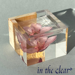植物標本　桜酒　桜と枡　ウッドレジン 6枚目の画像