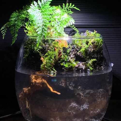 75 アクアテラリウム アクアリウム 苔アート 苔テラリウム 完成品 テラリウム ✴︎green earth✴︎ 通販|Creema(クリーマ) 17246150 75 アクアテラリウム アクアリウム 苔アート 苔テラリウム 完成品 テラリウム ✴︎green earth✴︎ 通販|Creema(クリーマ) 17246150
