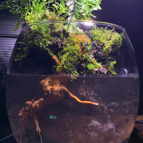 75 アクアテラリウム アクアリウム 苔アート 苔テラリウム 完成品 テラリウム ✴︎green earth✴︎ 通販|Creema(クリーマ) 17246150 75 アクアテラリウム アクアリウム 苔アート 苔テラリウム 完成品 テラリウム ✴︎green earth✴︎ 通販|Creema(クリーマ) 17246150